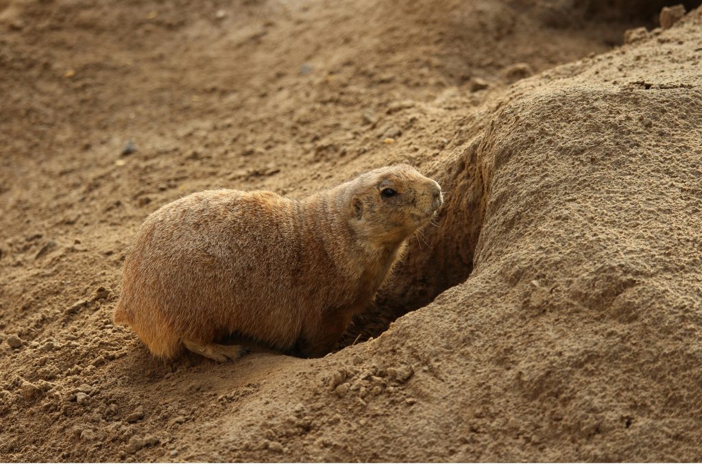 A prairie dog in its natural habitat, near a burrow in sandy soil.